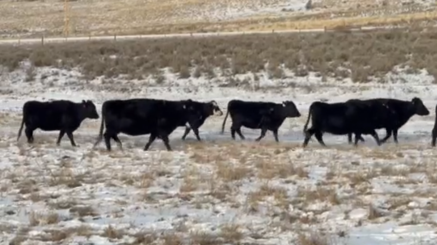 Home raised and very gentle-BC106C6